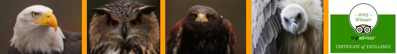 Bald Eagle, Eagle Owl, Harris´ Hawk, Himalayan Vulture Bald Eagle, Eagle Owl, Harris´ Hawk, Himalayan Vulture