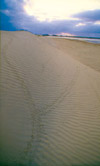 21 Footsteps on Beach