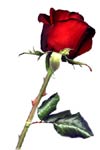 29 Rose