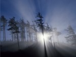 40 Light Through Trees