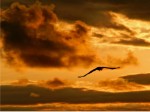 44 Sunset - Flight
