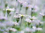 46 Daisies