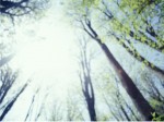 47 Light Through Trees - From Above