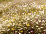 48 Watermeadow Flowers