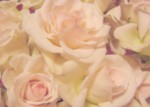55 Roses