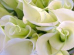 56 Lilies