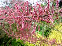 Tamarix Tamarix