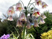 Nectaroscordium siculum (Honey lily) Nectaroscordium siculum (Honey lily)