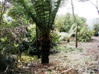 Dicksonia antarctica (Tree Fern)