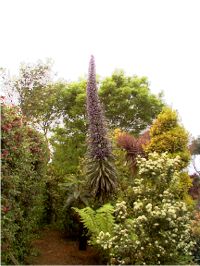 Unusual plant