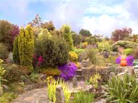 Rockery & Pond