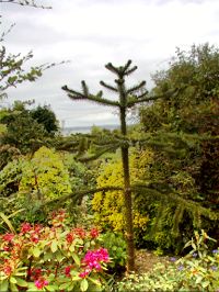 Monkey Puzzle