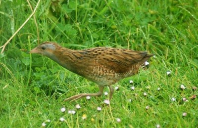 Corncrake on Tory Island - photo by 	 Rachel Davies. The corncrake starts calling on Tory Island from the first day of May until the first week in July
