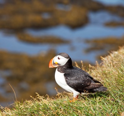 Atlantic Puffin - Thousands of puffin make their home on the high cliffs of Tory from the second week in May until the end of June