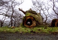 Tree in local countryside