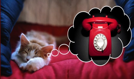 Sleeping cat dreaming of a telephone