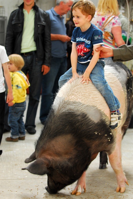 A boy enjoys a piggy back ride on the back of Rosie the pig at Eagles Flying, Irish Raptor Research Centre, Ballymote, County Sligo, North West Ireland