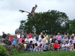 Himalayan Vulture coming into land at flying demonstration at Eagles Flying, Irish Raptor Research Centre, County Sligo, North West Ireland