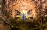 Eagle's head - Eagles Flying, Irish Raptor Research Centre, County Sligo, North West Ireland