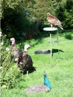 Eagle enjoying the company of turkeys and a peacock at Eagles Flying, Irish Raptor Research Centre, County Sligo, North West Ireland