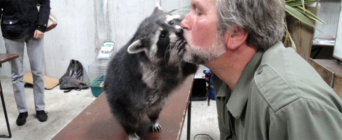 Grizzly, the racoon,  in the Petting Zoo kissing Eagles Flying Director and Zoologist Lothar F. Muschketat at Eagles Flying - Irish Raptor Research Centre, Sligo, Ireland