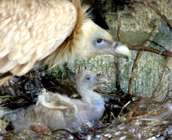 Himalayan Vulture with chick  at  Eagles Flying, Irish Raptor Research Centre, Ballymote, County Sligo, Ireland