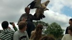 Himalayan Vulture at Irish Raptor Research Centre, County Sligo, North West Ireland