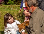 Visitors make friends with one of the tame foxes at Eagles Flying, Irish Raptor Research Centre, Ballymote, County Sligo, North West Ireland