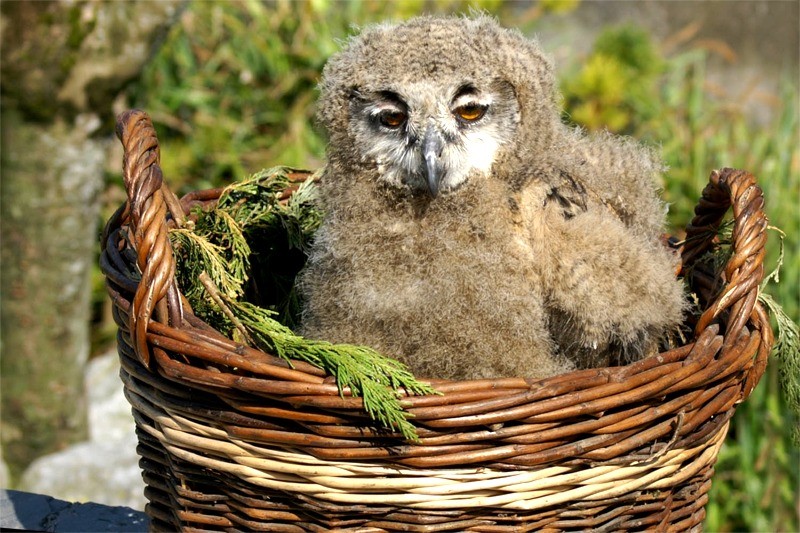 Breeding endangered species is one of the specialities of  Eagles Flying, Irish Raptor Research Centre, Ballymote, Co. Sligo