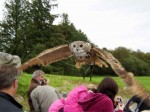 Owl flying above the crowd at Eagles Flying, County Sligo, North West Ireland