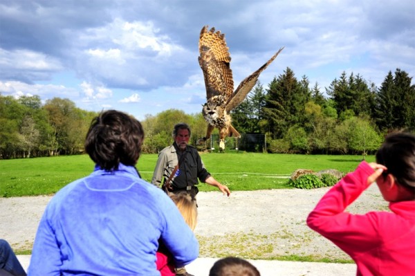 Owl landing during flying demonstration at Eagles Flying, Irish Raptor Research Centre, Ballymote, County Sligo, Ireland
