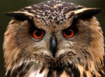 Owl at Eagles Flying, Irish Raptor Research Centre, County Sligo, North West Ireland  / photo by Brenda McCallion