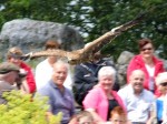 A bird of prey flying above the crowd at Eagles Flying, County Sligo, North West Ireland
