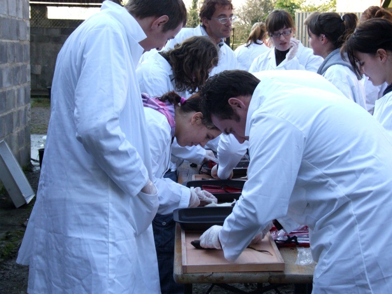 Anatomy course for students at Eagles Flying, Irish Raptor Research Centre, Ballymote, County Sligo, Ireland