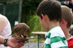 Eagles Flying, Irish Raptor Research Centre, County Sligo, North West Ireland