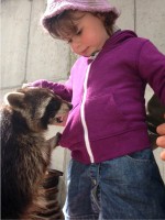 Grizzly, the racoon, skillfully pickpocketing a young visitor at Eagles Flying, Irish Raptor Research Centre, Ballymote, County Sligo, North West Ireland