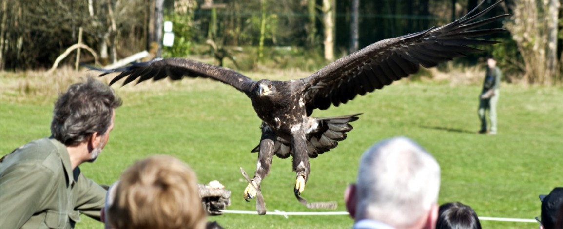 Eagles Flying founder and Zoologist Lothar F. Muschketat working with an eagle