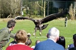 A white-tailed eagle landing during a flying demonstration at Eagles Flying, County Sligo, North West Ireland