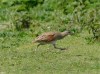 Ornithology / Éanacha na mBeann